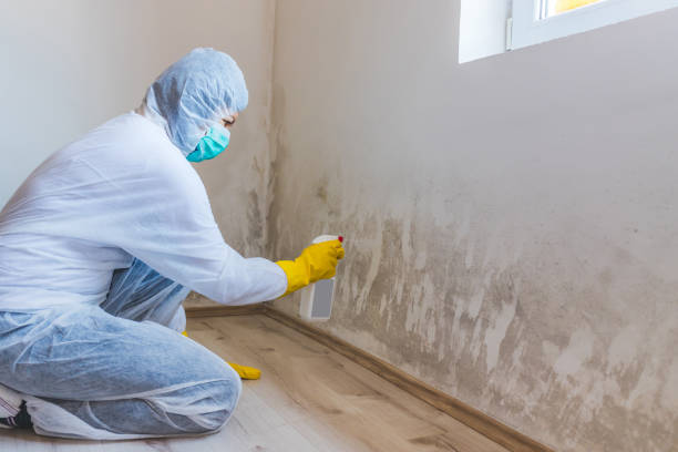 Licensed Mold Inspection service in Bunn, NC - WQB Mold Removal
